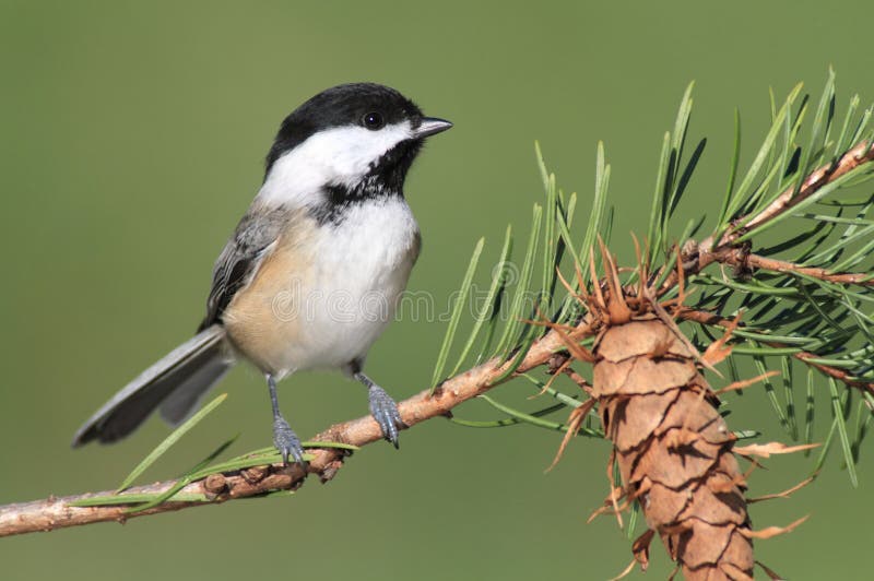 chickadee κλάδων στοκ εικόνα chickadee κλάδων στοκ εικόνα
