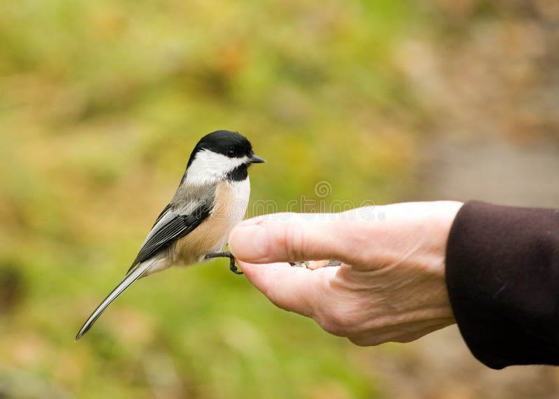 chickadeehand arkivbild chickadeehand arkivbild