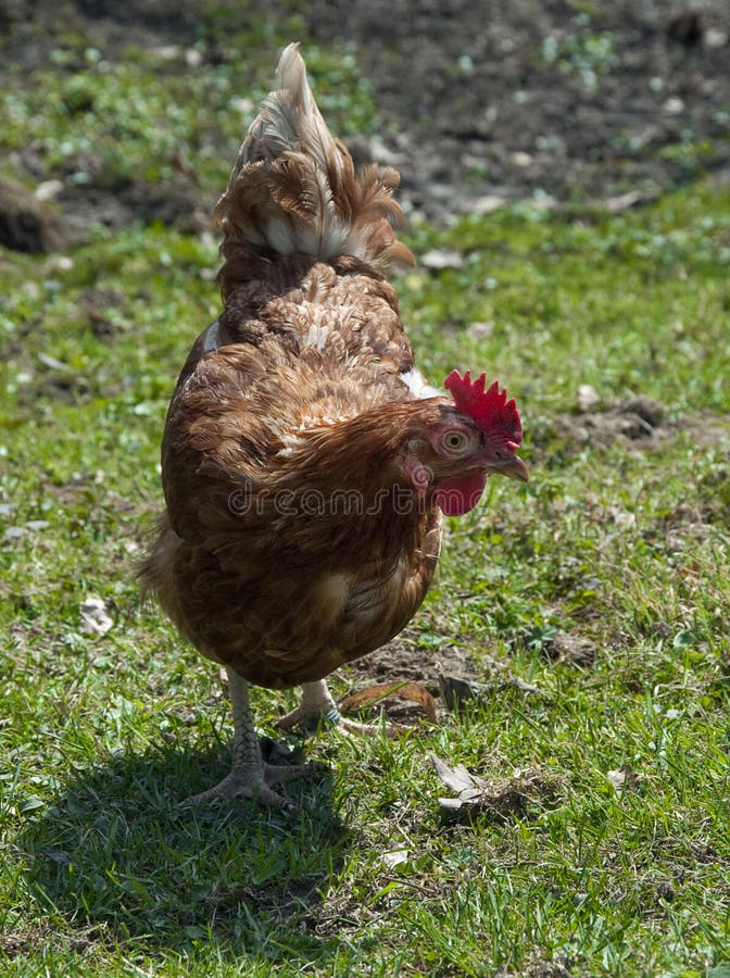 Chicken royalty free stock images