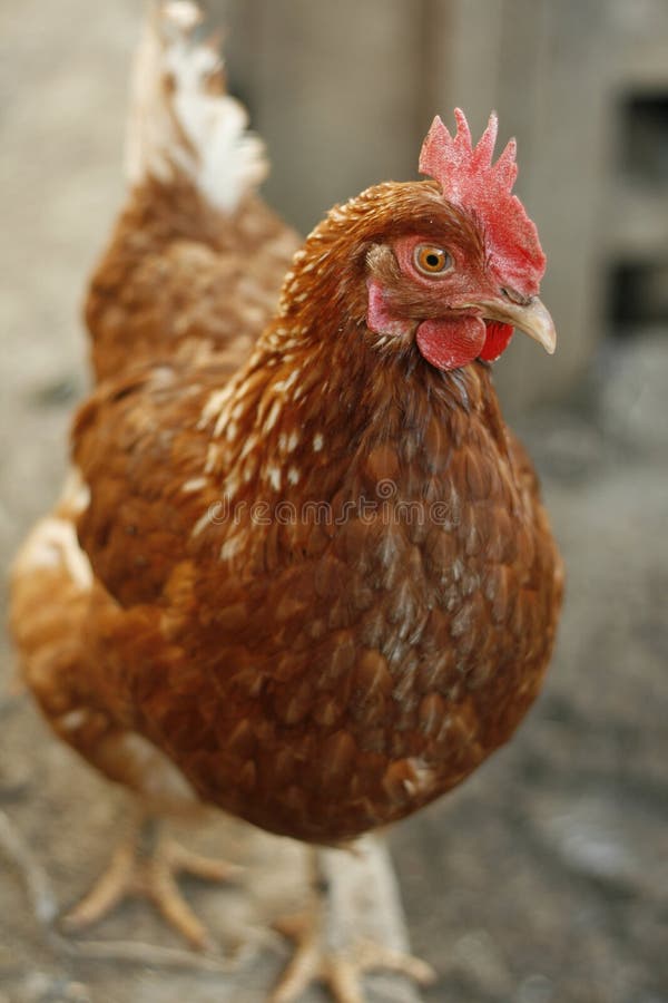 Chicken. royalty free stock photography