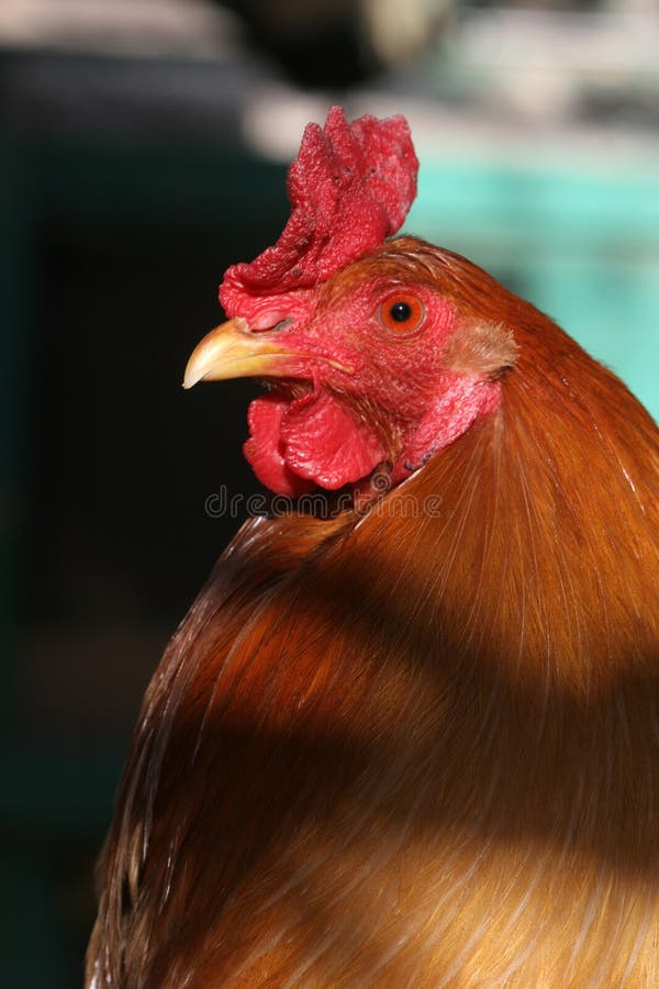 Chicken Stock Photography