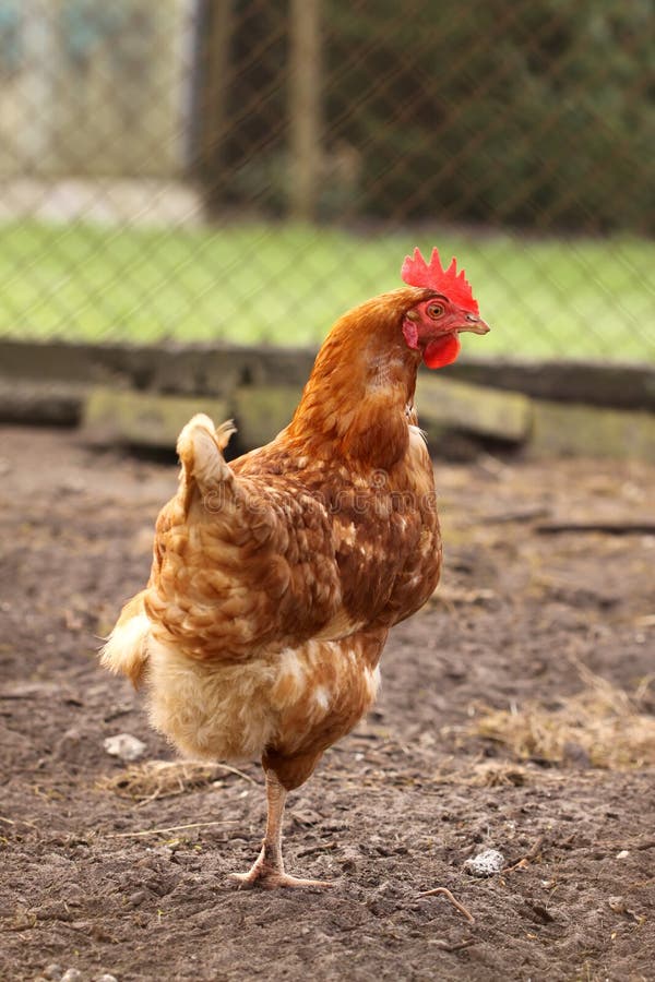 Chicken stock image. Image of beak, bird, feather, brown - 8962959 Chicken stock image. Image of beak, bird, feather, brown - 8962959
