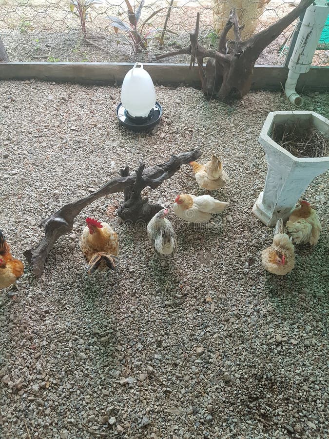 A chicken at animal coop stock photo. Image of coop 196776312