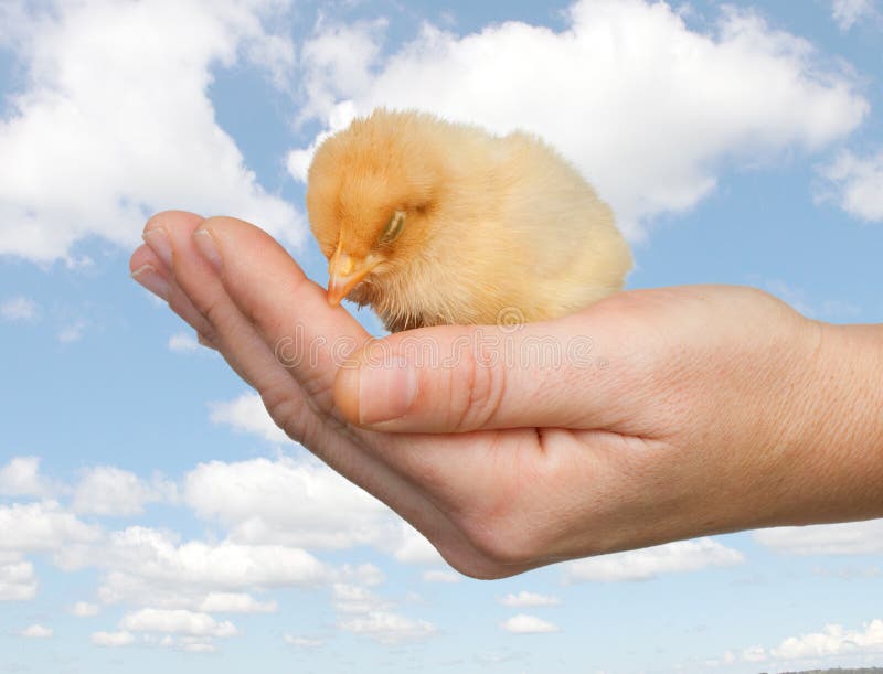 Chicken asleep on a hand stock photo
