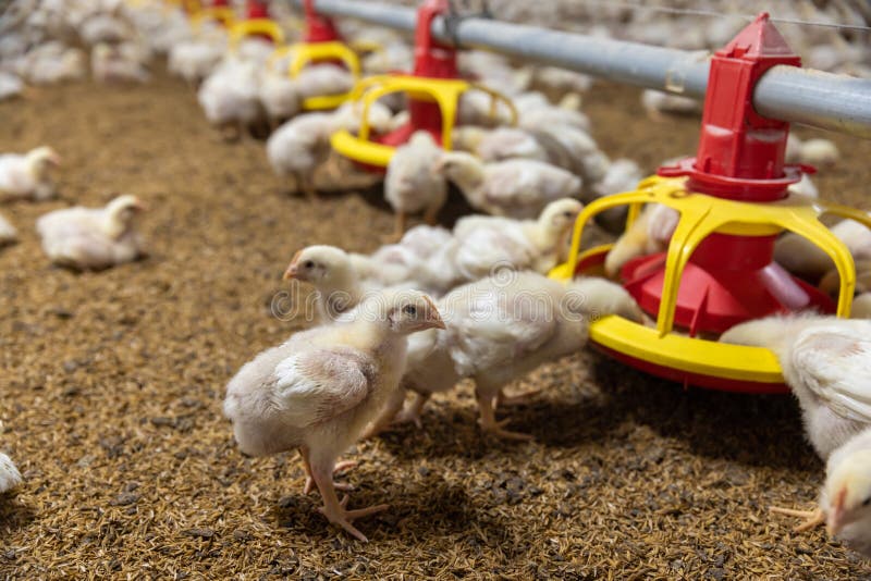 Chicken Automatic Feeding Close Farm Temperature Light Control Stock