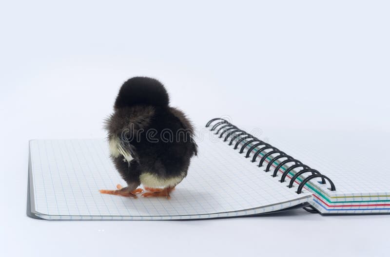 Chicken backwards and a notebook.