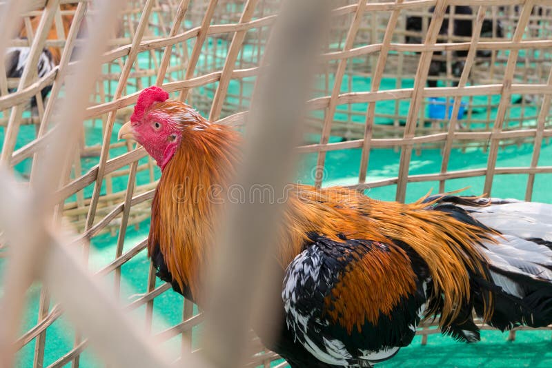 Chicken in bamboo coop stock photo. Image of meat, fence 71611174