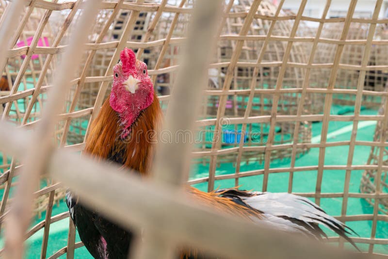 Chicken in bamboo coop stock image. Image of asia, chicken 71611333