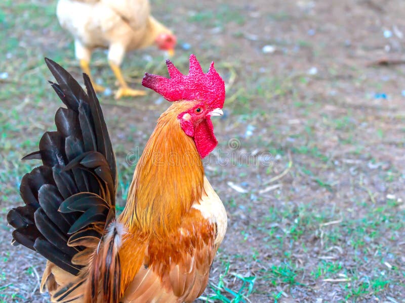 Chicken bantam stock image. Image of cute, rural, nature 61751113