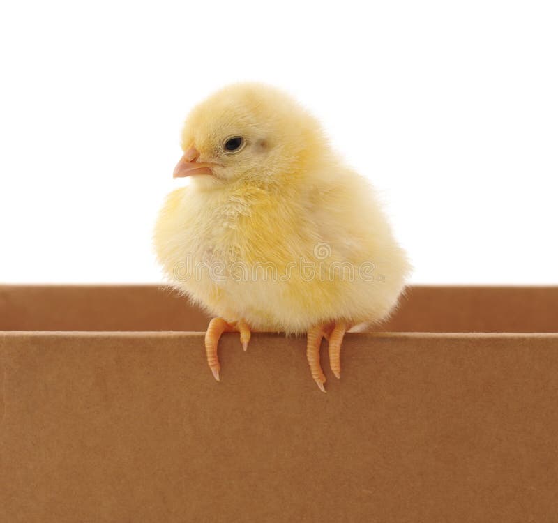 36,201 Chicken Box Photos Free & RoyaltyFree Stock Photos from
