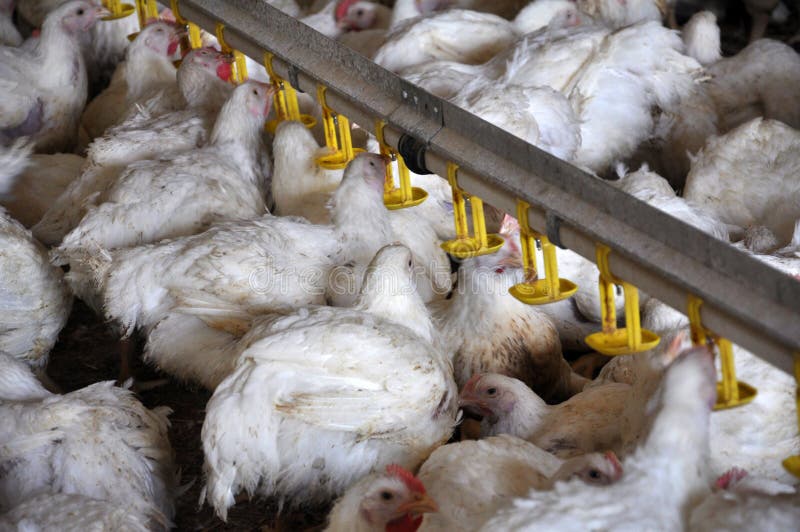 Chicken Broilers Near the Drink_8 Stock Photo Image of drinking, diet