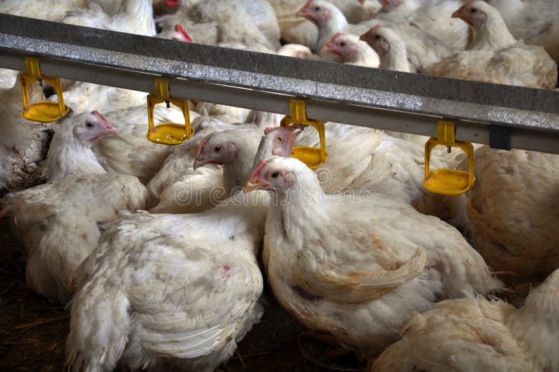 Chicken Broilers Near the Drink_2 Stock Image Image of broilers