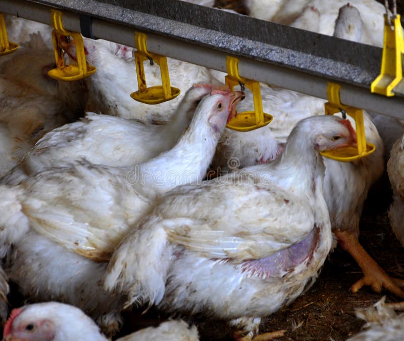 Chicken Broilers Near the Drink_7 Stock Image Image of feeder, diet