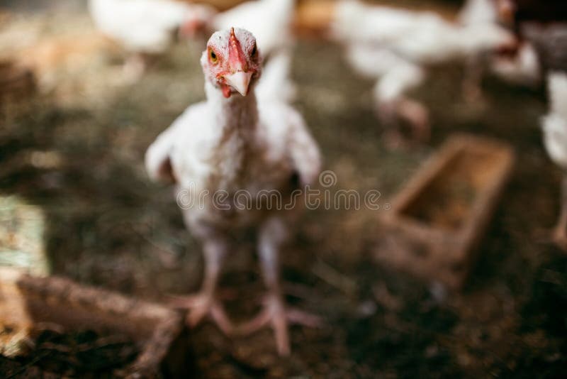 2,119 Broilers Poultry Farm Stock Photos Free & RoyaltyFree Stock