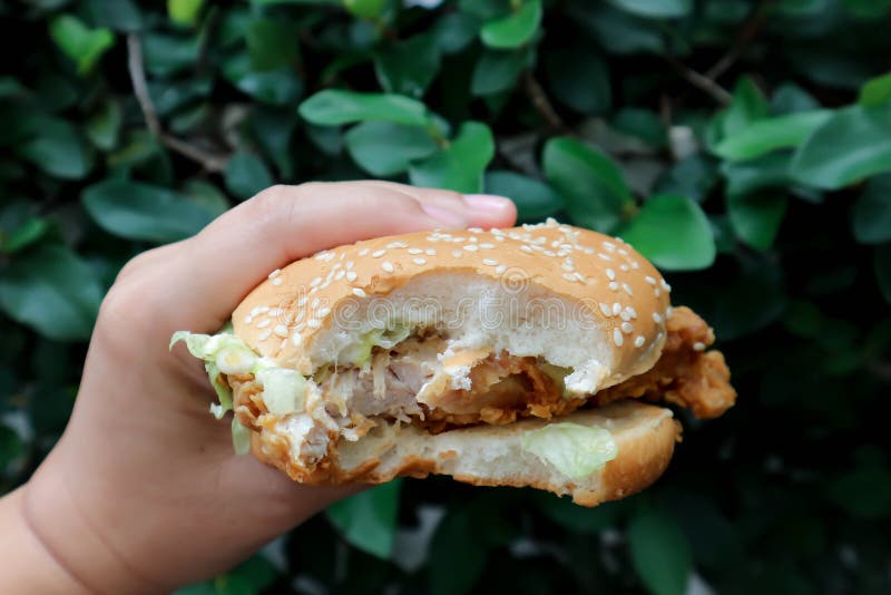 Chicken Burger, Eating Burger Stock Photo Image of lettuce, fast 157664316