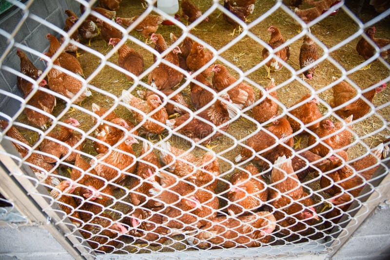 Chicken in the cage stock image. Image of farm, eggs, poultry 4488485