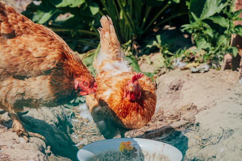 Chicken Coop with Animals in the Summer Stock Photo Image of holidays