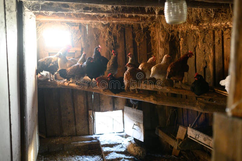 Chicken Coop. Farm. the Hen is Hatching the Egg in the Coop Hatching