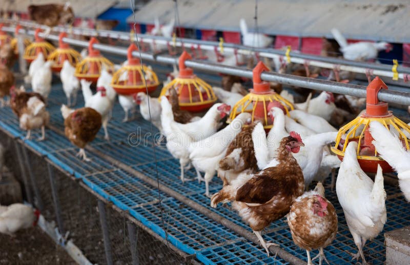 Chicken Coop Farm. Indoors Chicken Farm, Chicken Feeding Stock Photo