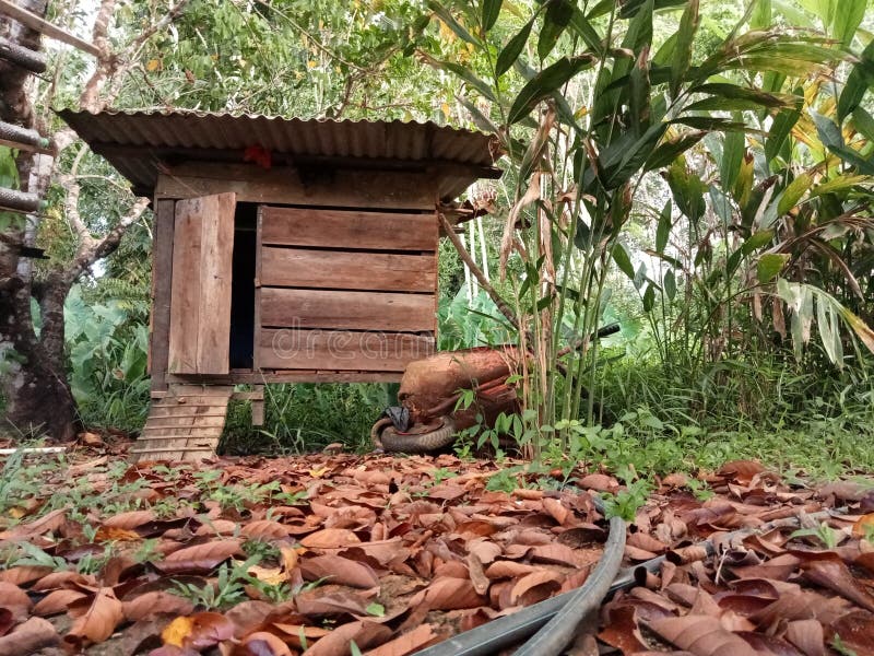 The Chicken Coop in the Forest Looks Simple and Tiny Stock Image