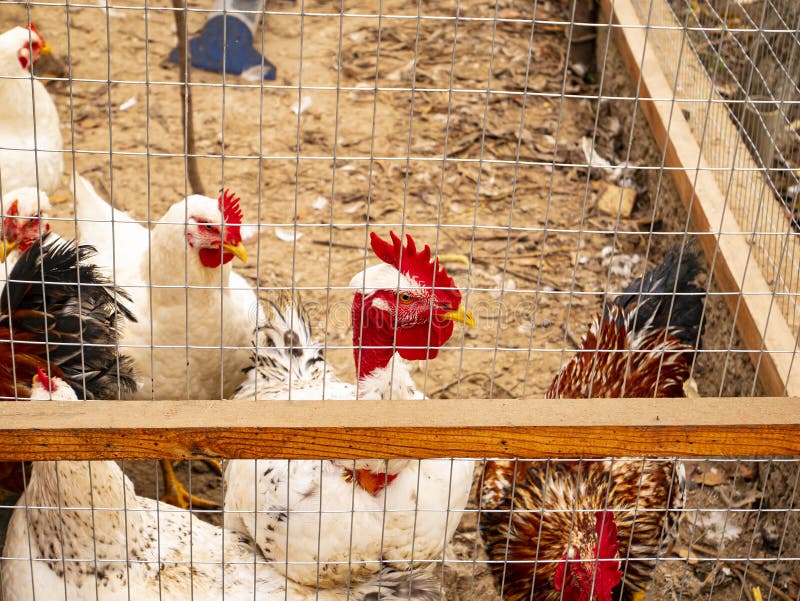 1,105 Chicken Net Stock Photos - Free & Royalty-Free Stock Photos from  Dreamstime