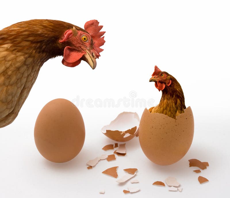 Chicken or Egg on White, Philosophy Question, Who Was the First stock illustration Chicken or Egg on White, Philosophy Question, Who Was the First stock illustration