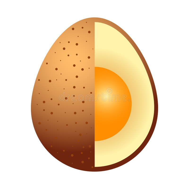 Chicken Egg is Brown with Spots. Open Interior Stock Vector