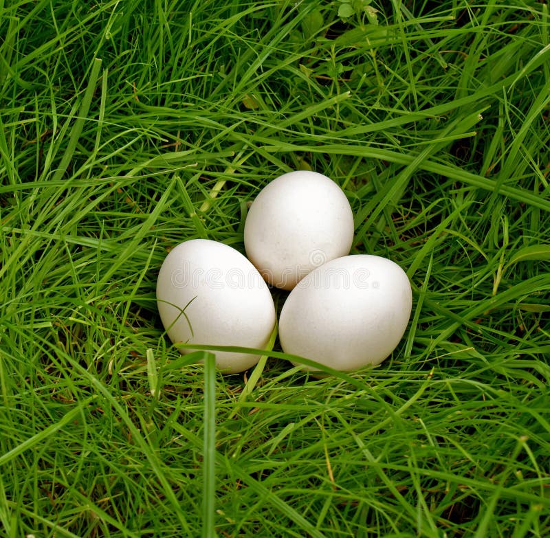 Chicken egg upon green grass