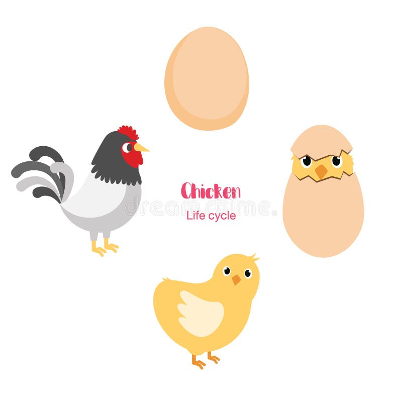 Chicken egg life cycle stock vector. Illustration of graphic 91629247