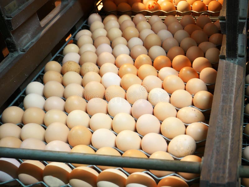 Chicken Egg Production in Factories. Stock Photo Image of organic