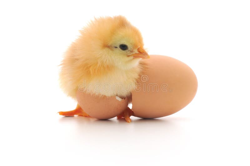 Chicken and an egg shell