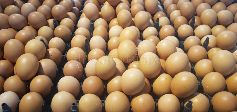 Chicken Eggs Ready for Sale in All Grocery Stores Stock Photo Image
