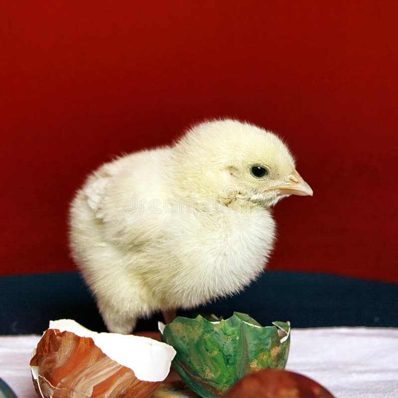 egg shellto chiv egg shellto chiv
