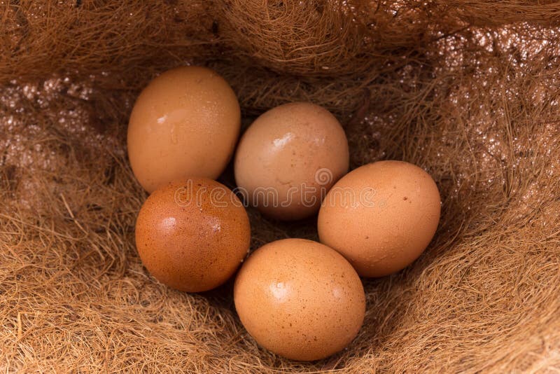 Chicken Eggs in Straw Nest at Farm Stock Photo Image of duck, grass