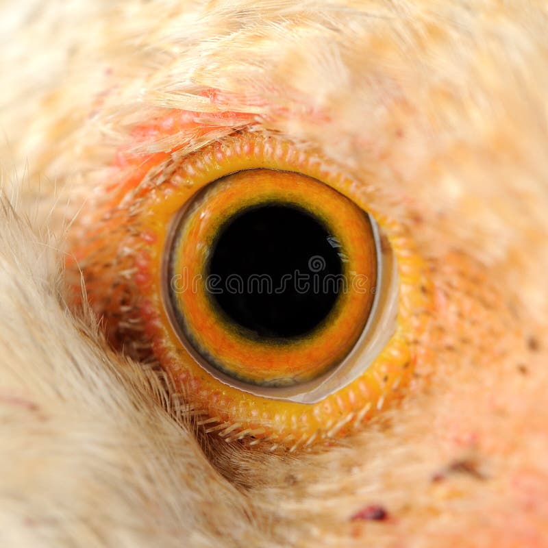Chicken Eye Macro stock image. Image of watching, staring 50326415