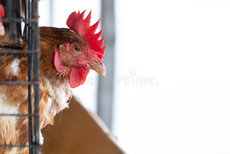 Chicken in the factory, Hens in cages industrial farm in Thailand, Animal and agribusiness, royalty free stock photography Chicken in the factory, Hens in cages industrial farm in Thailand, Animal and agribusiness, royalty free stock photography