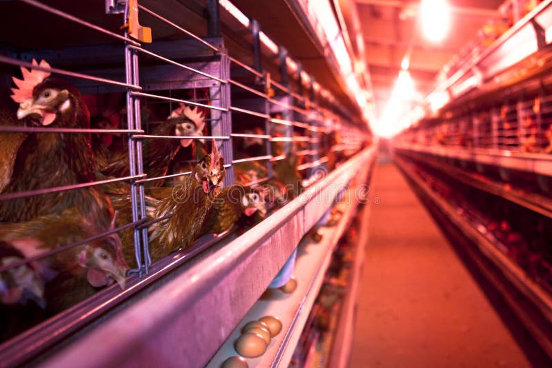 Modern chicken coop farm stock photo. Image of indoor 27400288