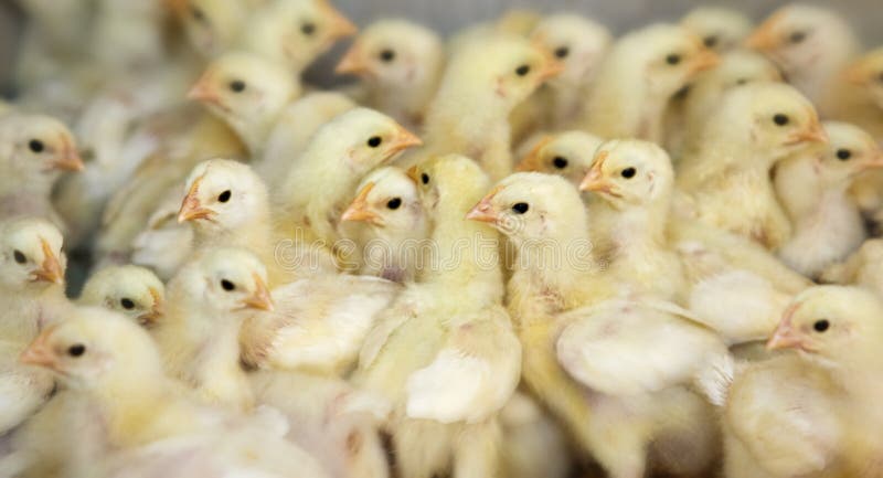 Chicken farm royalty free stock image Chicken farm royalty free stock image