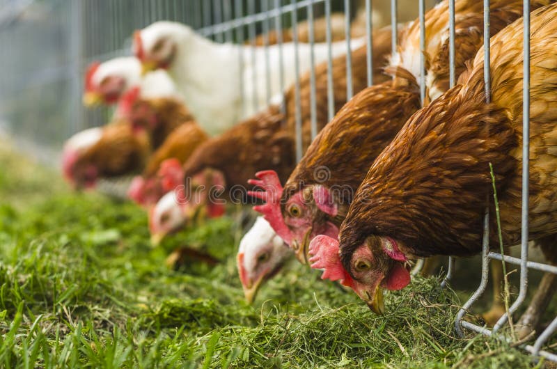 Chiken jíst trávu na kuřecí farmě.