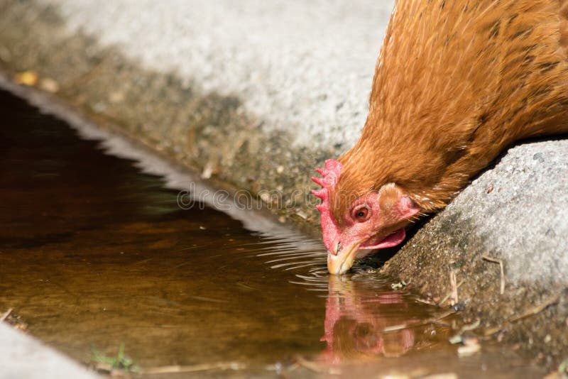 529 Chicken Drinking Water Stock Photos Free & RoyaltyFree Stock Photos from Dreamstime
