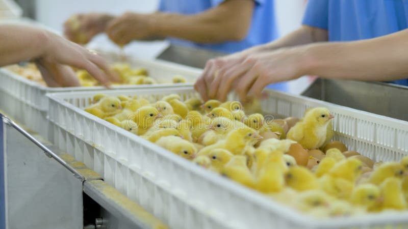 Chicken farm workers sorting chicks at a modern conveyor. stock footage