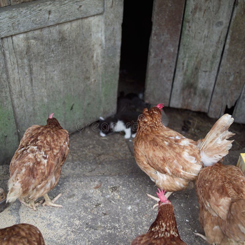 Chicken and kitten stock photo. Image of tabby, animal 14628656
