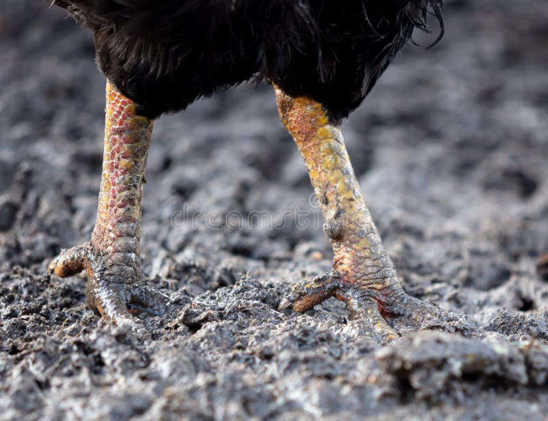 Chicken Footprint Mud Stock Photos Free & RoyaltyFree Stock Photos