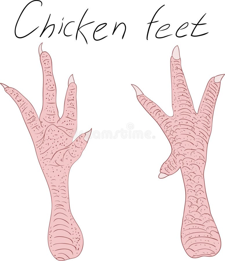 Chicken Feet Stock Vector Image 55867611
