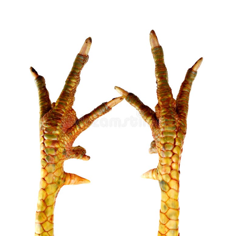 Chicken feet. stock photo. Image of yellow, nail, claw 204129116