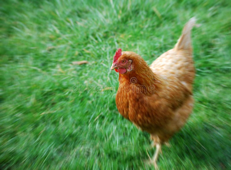 Chicken in field