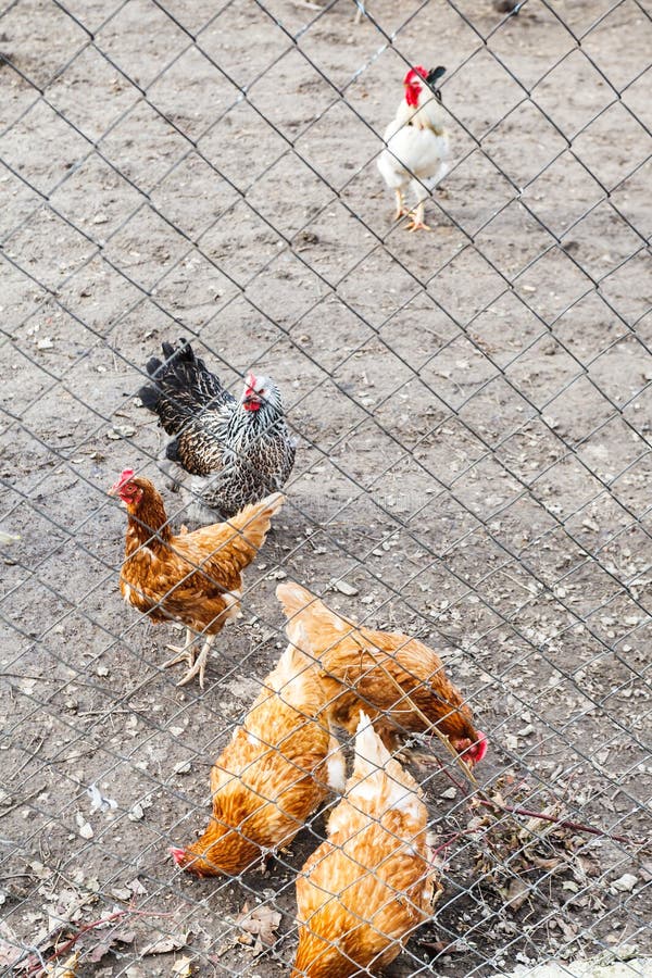 Chicken flock on backyard stock image. Image of avian 50324589