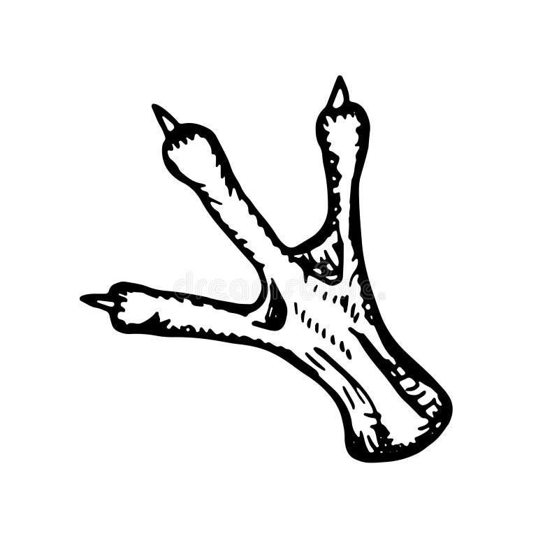 Chicken foot with claws vector sketch isolated stock illustration Chicken foot with claws vector sketch isolated stock illustration