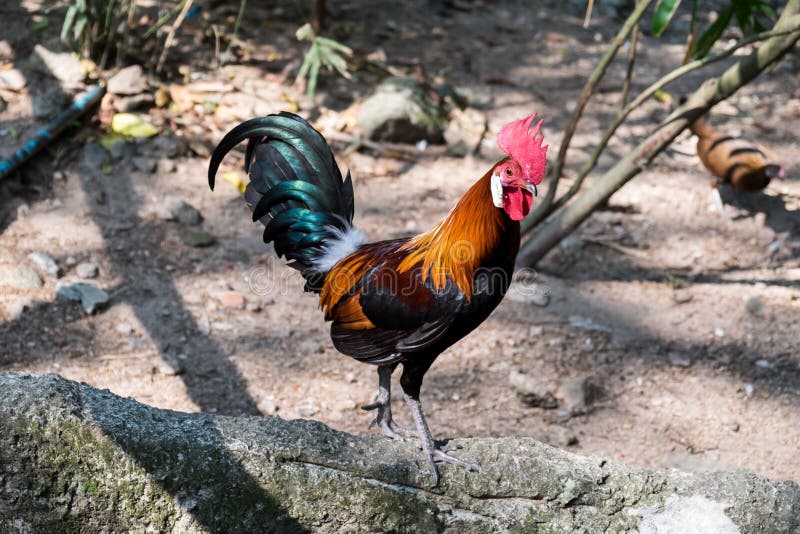 Chicken in the forest stock image. Image of poultry, asia 30876357