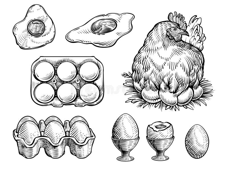 chicken collection, hand draw sketch vector. - Stock Illustration  [57996858] - PIXTA